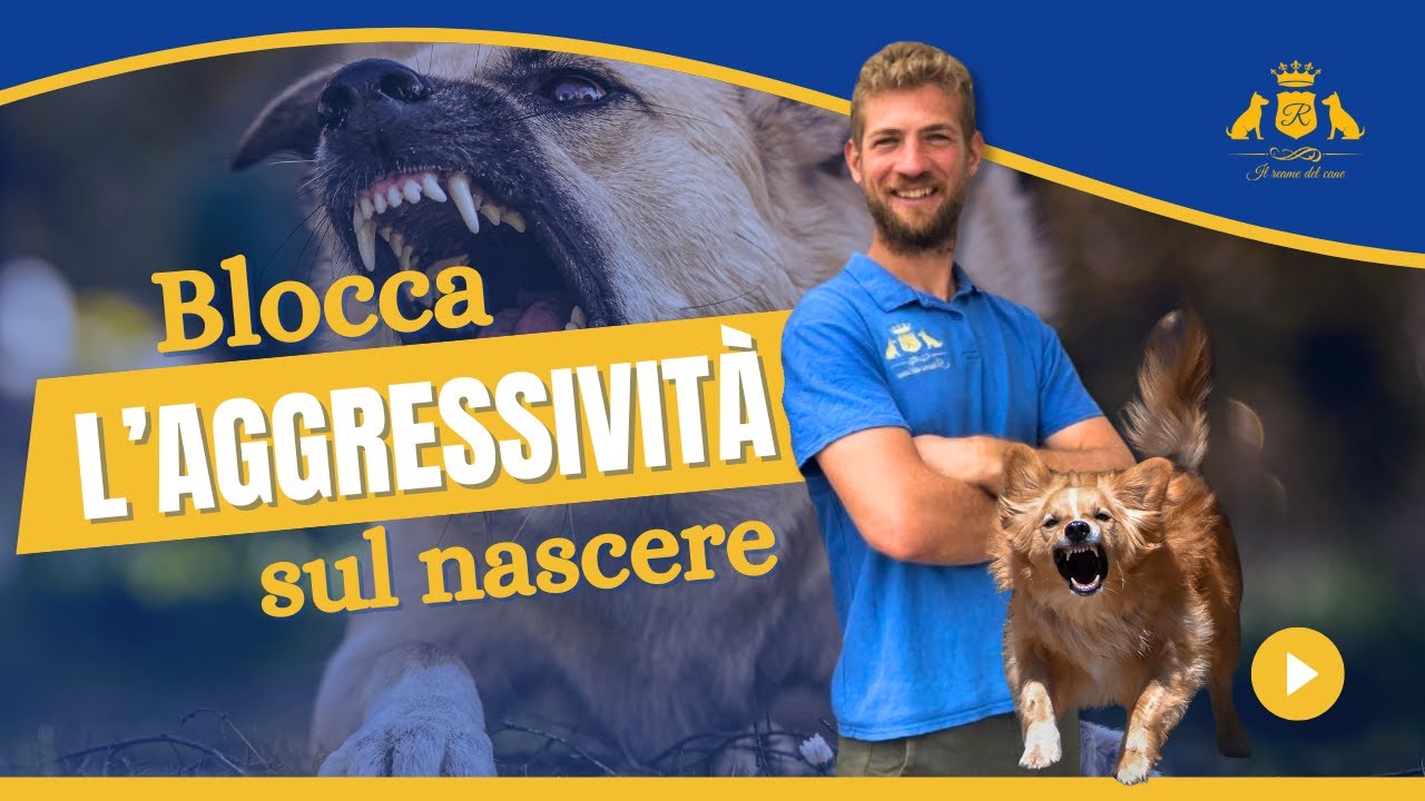 I 6 Errori di Gestione che Possono Rendere il Tuo Cane Pericoloso