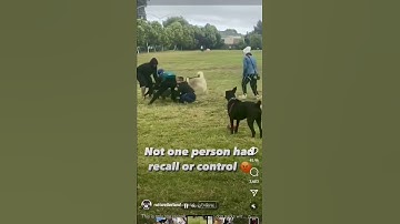 Thumbnail of Dog Park Madness.. Predictable and Avoidable.