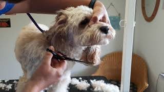 Cockapoo 'Ronya' beim Hundefriseur