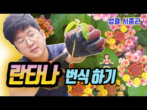 식물 란타나 키우기 🌸 란타나 번식 란타나 삽목 💐 Lantana camara care 🎋 Cuidado de lantana