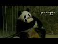 ママ～💓赤ちゃんパンダがママにぎゅ～っと抱きついちゃう Baby panda hugs her mother