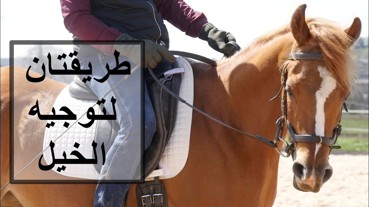 طريقتان لتوجيه الخيل