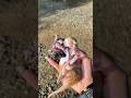 Rescue 3 cute kittens reunited with their mother #cat #kitten #rescue #kitten #catlover #kucing