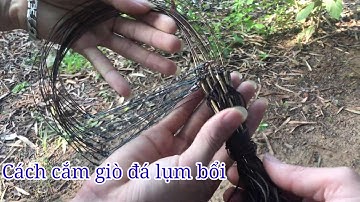 Cách cắm giò đá bẩy gà rừng ae tin dùng nhiều nhất @ThichHoangDa