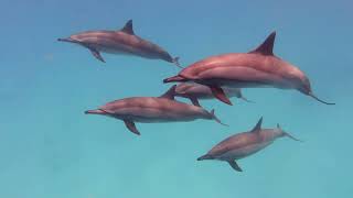 Swimming with Dolphins by Sent from Heaven 1,545 views 9 months ago 52 seconds