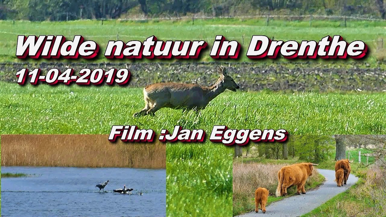 Wilde natuur in Drenthe 11 04 2019 - YouTube