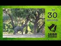 Elephant - L&#39;elefante si allunga per mangiare in 30 secondi