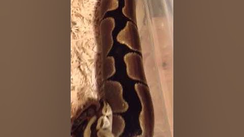 Ball python breeding