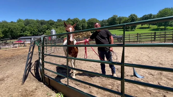 Working a potentially dangerous horse