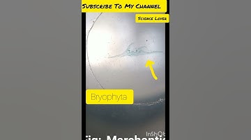 Marchantia:Vertical section of a Gemma cup showing gemmae #bryophyta#Marchantia #practical#microscop