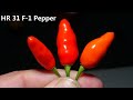  hr 31 pepper review f1  heirloom reviews  hrseeds