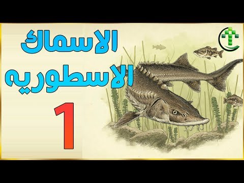 فيديو: ما تعتبر الأسماك ملكية