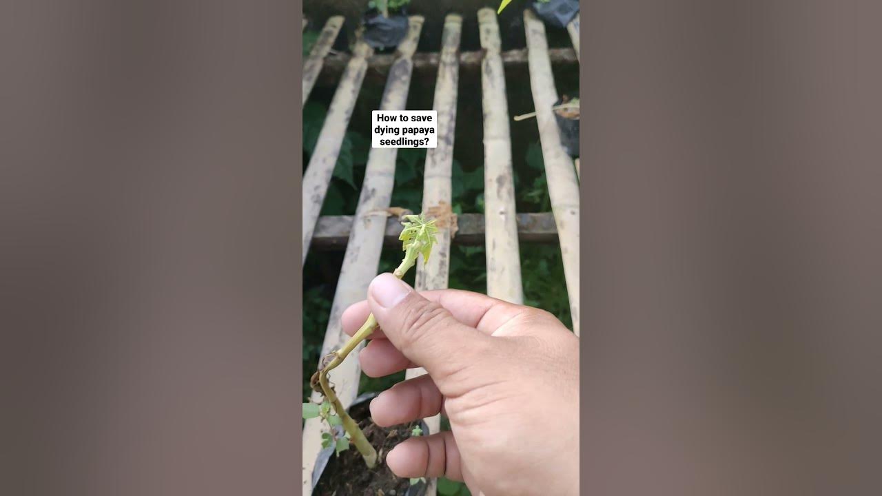 How to Save Dying Papaya Seedlings YouTube
