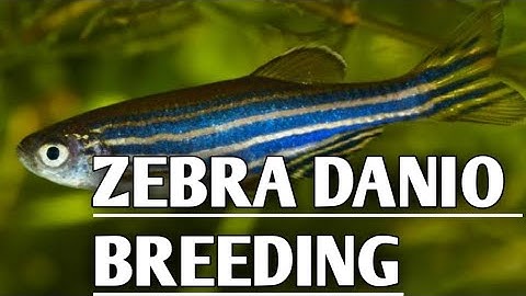 Zebra danio breeding | Zebrafish breeding | Zebra danio | Breeding Zebra danio fish .