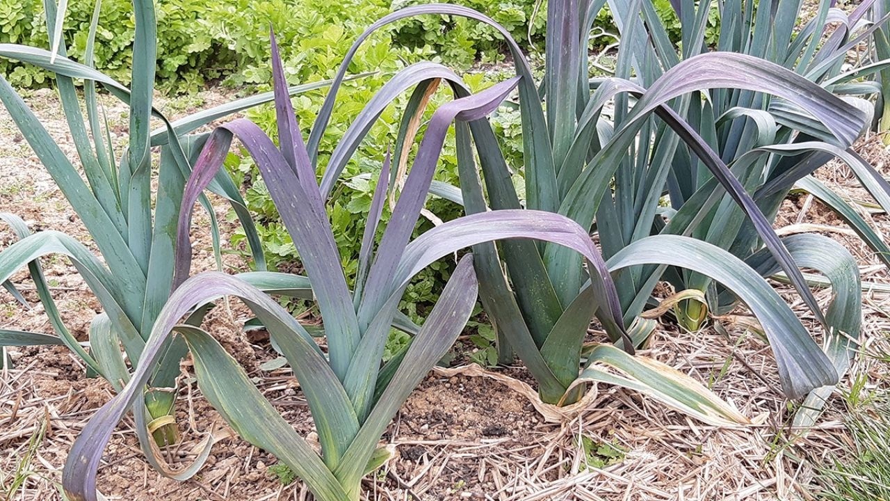 COMMENT REUSSIR LES POIREAUX ? Du semis à la récolte