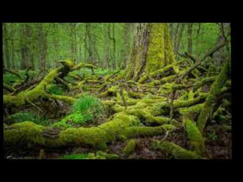 Tourism in Poland Bialowieza National Park