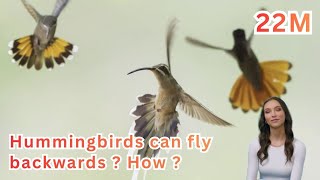 Hummingbirds: The Only Birds That Can Fly Backwards | Amazing Flight Fact