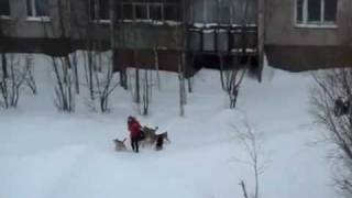 Человек спас девушку от собак.flv Человек спас девушку от собак.flv