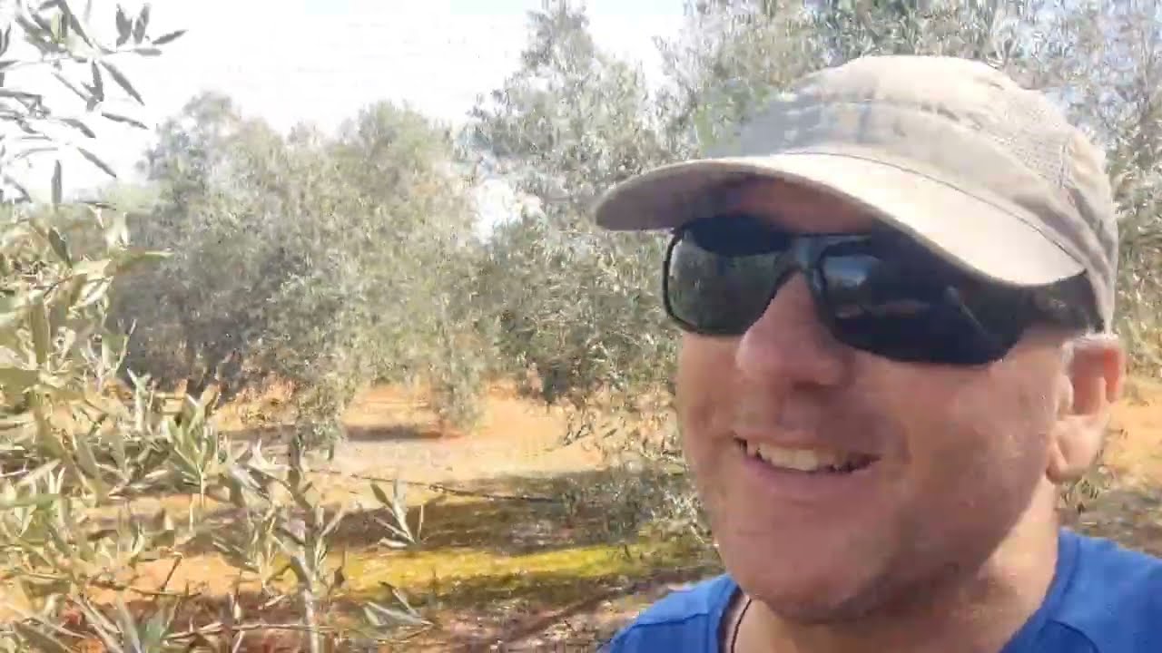 Cómo preparar el campo para hacer injertos de naranja washington a finales de abril y mayo 🍊