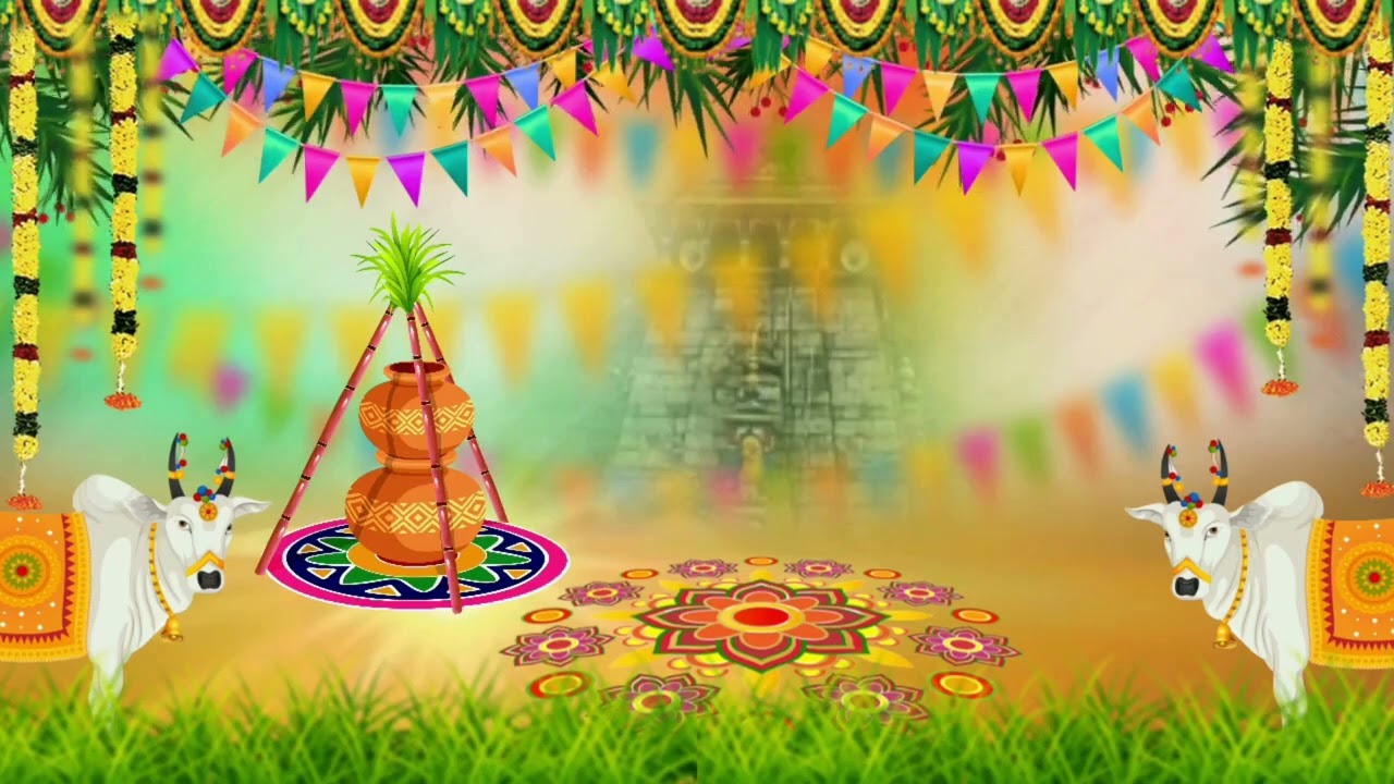 Sankranthi festival background video | Happy Sankranthi | Happy Pongal | Pongal festival background