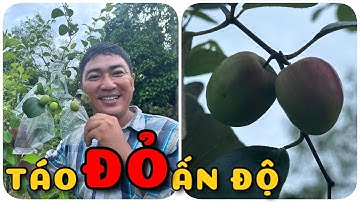 Cây Táo đỏ Ấn Độ cho trái đẹp ngon | 0386569374 - Ngọc Ngân Bến Tre | Chuyên cây độc lạ