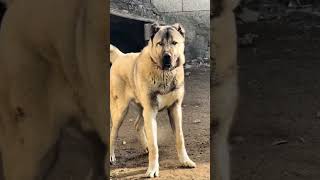 THE UNTOUCHIBLE GUARDIAN KANGAL BEAST #kangal #wolfcales #puppy #pets #animals #shorts