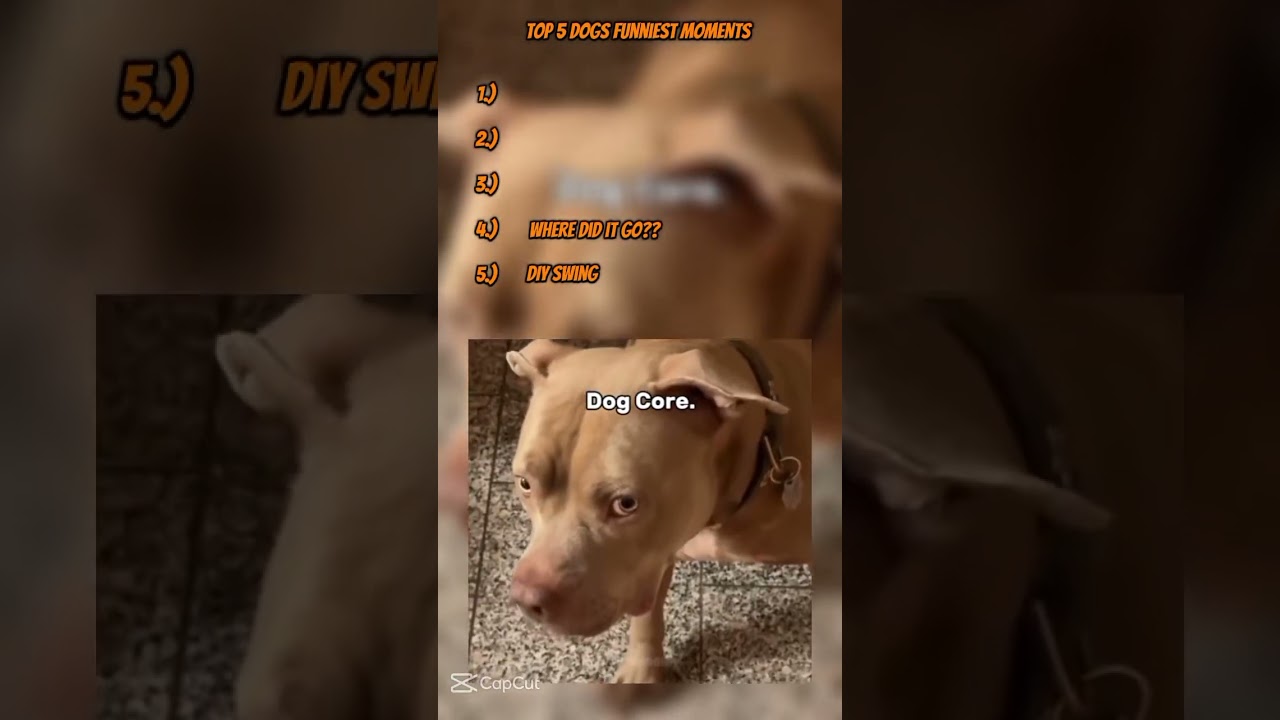 Top 5 dog core videos