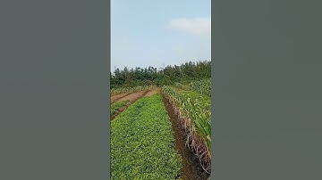 T2010: Bán 2 lô đất đẹp view biển giá rẻ phù hợp xây biệt thự view biển tại Đồng Lạc xã Nam Thịnh