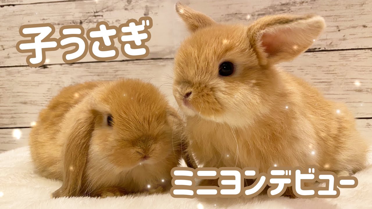 子うさぎ 1月7日生まれのホーランドロップの子うさぎがデビューしました Youtube 子うさぎ 1月7日生まれのホーランドロップの子うさぎがデビューしました Youtube