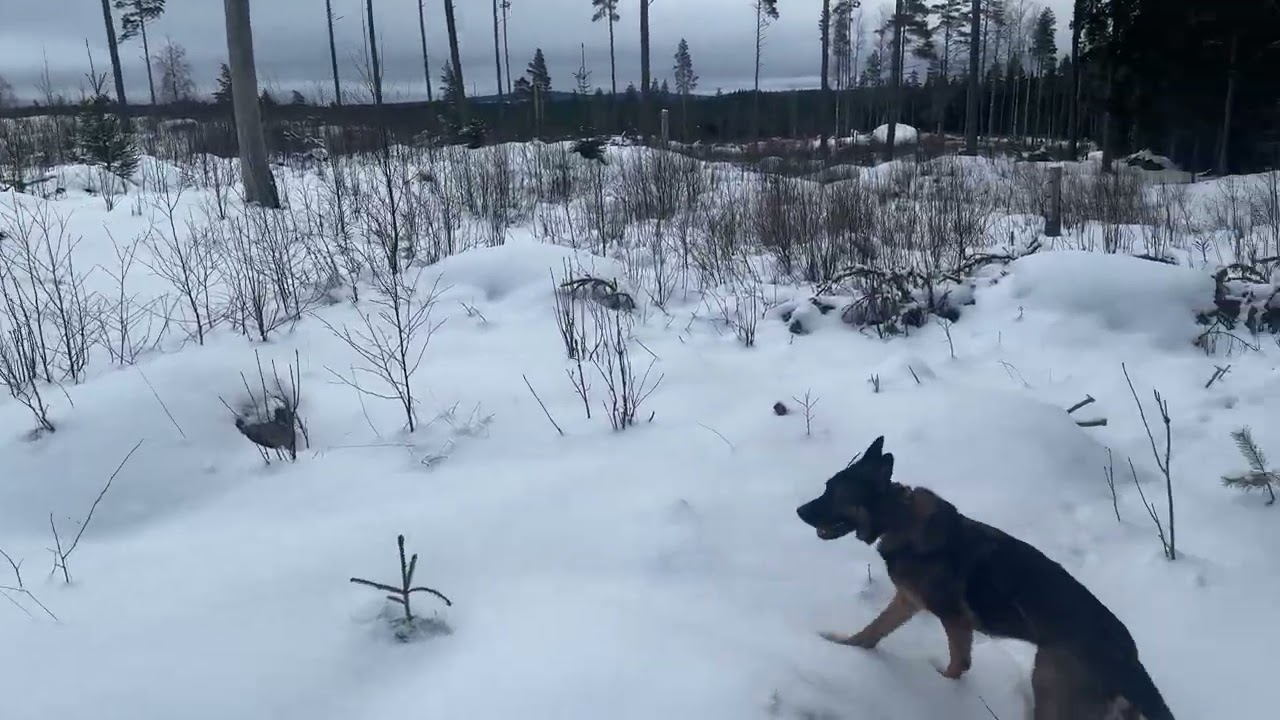 Quiet Dog Walk to a Frozen Lake | Winter Forest Sounds | No Talking