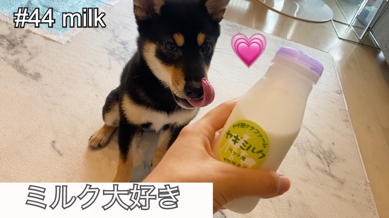 【豆柴】子犬に初めてヤギのミルクをあげた時の反応が可愛すぎる。＃44 YouTube