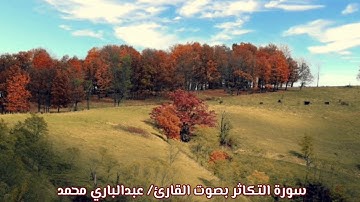 سورة التكاثر (صدى) بصوت القارئ/ عبدالباري محمد - Surat Attakathur