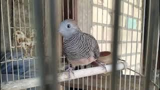 Perkutut Lokal Alam Kalung Tepung