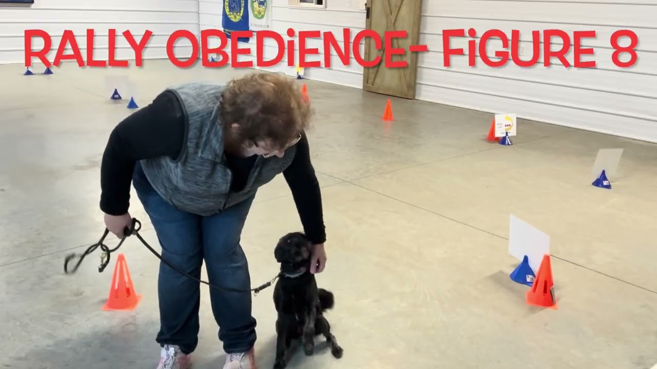 Emmi- 2 week Board & Train