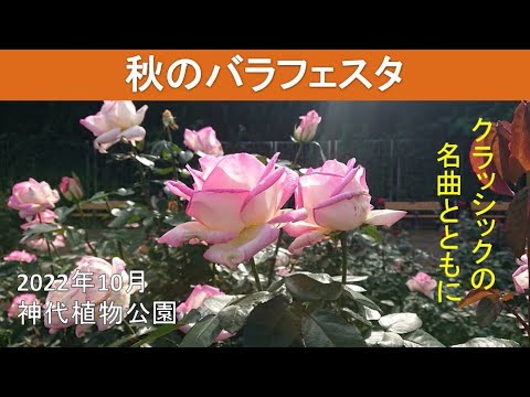 秋のバラフェスタ 神代植物公園 22年10月 Autumn Rose Festa Youtube