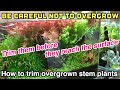 How to properly trim an overgrown stem plants like rotala and its process! ADA natureaquarium tank