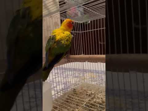ببغاء البراكيت الشمسي او صن كنيور