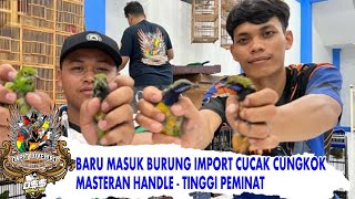 BARU MASUK BURUNG IMPORT CUCAK CUNGKOK BUAT MASTERAN