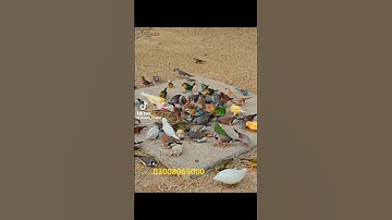 owl Finch breeding progress #birds #breeding  #beautiful brids video #Australia bird Farming