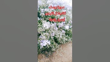 سورة يوسف #عبدالعزيز_سحيم #تلاوات_خاشعة #سورة_يوسف #المصحف #quran #اكسبلور