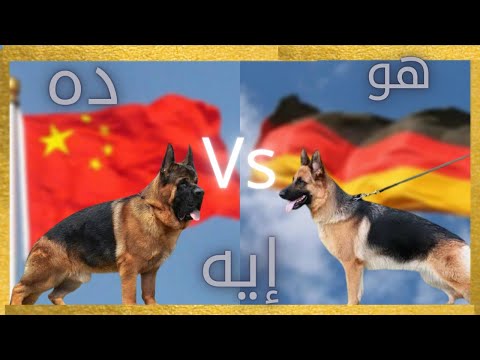 فيديو: الكلب الصيني المتوج: معايير السلالة