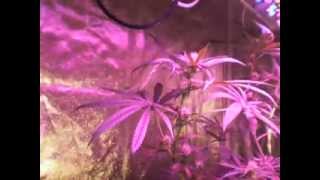 Led Grow Lights | AK47, Exodus Kush, Train Wreck  Mega Update #2 | www.ledfusion.co.uk