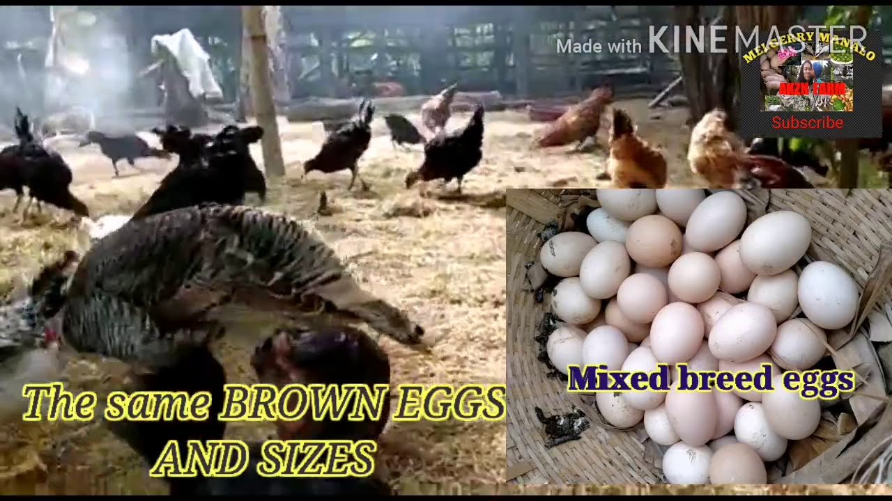 4(FOUR)PUREBRED OF DOMINANT CHICKENS CROSSBREED, WHAT'S THE RESULT