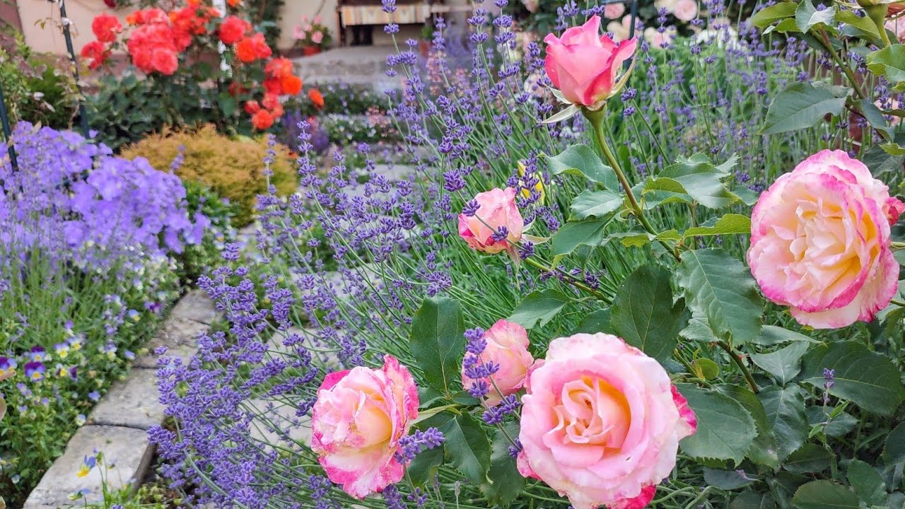 🌹 Троянди. Живцювання,мій догляд,обрізка і підв'язка.Садові арки. Компаньйони для троянд.Міксбордер