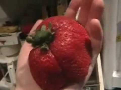 Worlds Largest Strawberry Contest Youtube