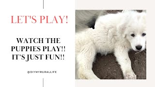 Puppy Life! They love playtime! It's Just fun to Watch!  #dogs #puppy #greatpyrenees #cute #pets by DIY MY RURAL LIFE! 66 views 7 months ago 2 minutes, 38 seconds