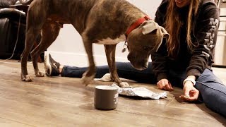 A Massive Dog Craft Fail