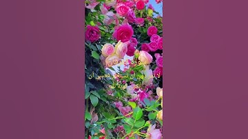 سورة الفرقان للقارئ ابراهيم ادريس #اكسبلور #دويتو # القرآن الكريم #لايك #حالات_واتس