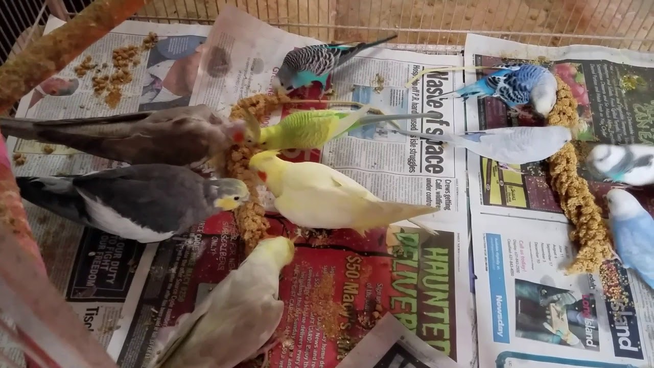 Cockatiels and parakeets eating together YouTube