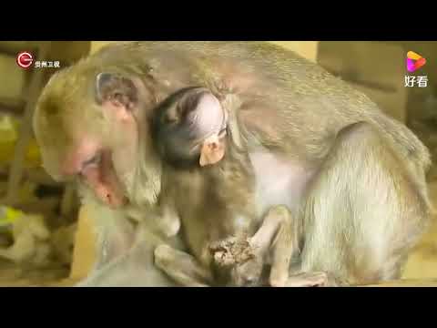 The cruel monkey mother beat up the injured little monkey